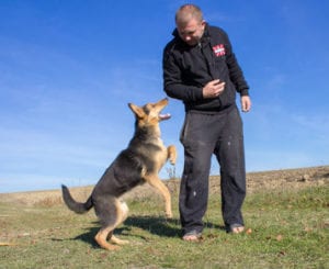 What Are the Facts About Dog Bites?