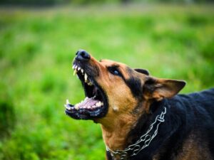 Angry dog barking